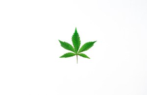 Marijuana leaf