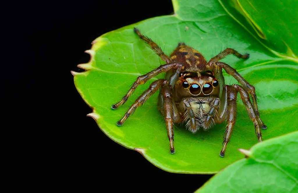 Watching Spiderman and Antman might help you overcome your fear of bugs (Video)