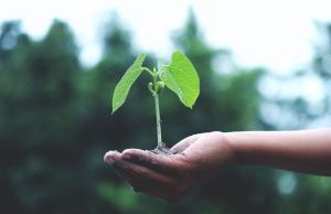 Hand holds small green plant