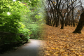 Tree-lined pathway transitioning from lush green summer foliage to golden autumn leaves, illustrating the seasonal change when depression symptoms increase