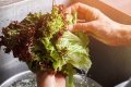 Hands washing lettuce during cyclosporiasis outbreak