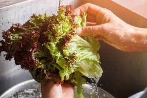 Hands washing lettuce during cyclosporiasis outbreak